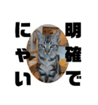 アメショ 特許関係用語 ねこ（個別スタンプ：11）