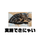 アメショ 特許関係用語 ねこ（個別スタンプ：12）