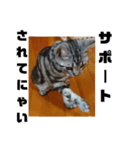 アメショ 特許関係用語 ねこ（個別スタンプ：13）