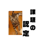 アメショ 特許関係用語 ねこ（個別スタンプ：14）