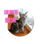 アメショ 特許関係用語 ねこ（個別スタンプ：15）