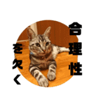 アメショ 特許関係用語 ねこ（個別スタンプ：17）