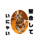 アメショ 特許関係用語 ねこ（個別スタンプ：18）
