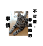 アメショ 特許関係用語 ねこ（個別スタンプ：19）