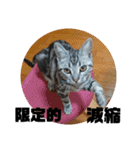 アメショ 特許関係用語 ねこ（個別スタンプ：22）