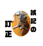 アメショ 特許関係用語 ねこ（個別スタンプ：23）