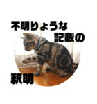 アメショ 特許関係用語 ねこ（個別スタンプ：24）