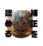 アメショ 特許関係用語 ねこ（個別スタンプ：25）
