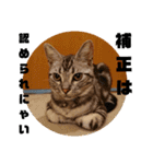 アメショ 特許関係用語 ねこ（個別スタンプ：27）