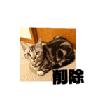 アメショ 特許関係用語 ねこ（個別スタンプ：28）