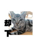 アメショ 特許関係用語 ねこ（個別スタンプ：29）