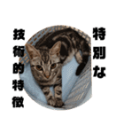 アメショ 特許関係用語 ねこ（個別スタンプ：30）