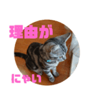 アメショ 特許関係用語 ねこ（個別スタンプ：31）