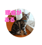 アメショ 特許関係用語 ねこ（個別スタンプ：32）