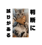 アメショ 特許関係用語 ねこ（個別スタンプ：34）