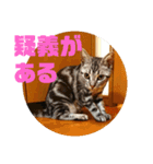 アメショ 特許関係用語 ねこ（個別スタンプ：35）