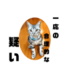 アメショ 特許関係用語 ねこ（個別スタンプ：36）