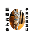 アメショ 特許関係用語 ねこ（個別スタンプ：37）