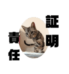 アメショ 特許関係用語 ねこ（個別スタンプ：39）