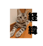 アメショ 特許関係用語 ねこ（個別スタンプ：40）