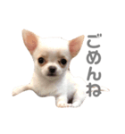 気まぐれわんこチコの日常（個別スタンプ：6）