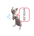 気まぐれわんこチコの日常（個別スタンプ：8）