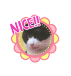 小太郎にゃん（個別スタンプ：7）