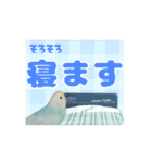 デカ文字インコ（個別スタンプ：5）