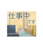 デカ文字インコ（個別スタンプ：7）