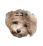 トイプー まる2（個別スタンプ：8）