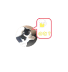 風太郎③（個別スタンプ：6）