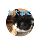 風太郎③（個別スタンプ：7）