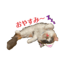愛猫のスタンプつくってみました（個別スタンプ：1）