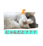 愛猫のスタンプつくってみました（個別スタンプ：2）