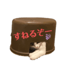 愛猫のスタンプつくってみました（個別スタンプ：3）