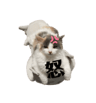 愛猫のスタンプつくってみました（個別スタンプ：4）