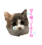 愛猫のスタンプつくってみました（個別スタンプ：6）