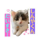 愛猫のスタンプつくってみました（個別スタンプ：7）