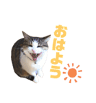ぽん太と過ごす日常①（個別スタンプ：3）