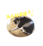 ぽん太と過ごす日常①（個別スタンプ：5）