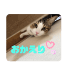 ぽん太と過ごす日常①（個別スタンプ：9）