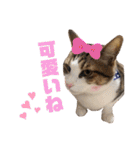 ぽん太と過ごす日常①（個別スタンプ：10）