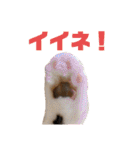 ぽん太と過ごす日常①（個別スタンプ：12）