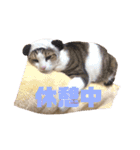 ぽん太と過ごす日常①（個別スタンプ：16）