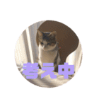 ぽん太と過ごす日常①（個別スタンプ：19）