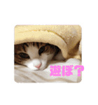 ぽん太と過ごす日常①（個別スタンプ：20）