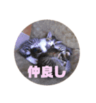ぽん太と過ごす日常①（個別スタンプ：22）