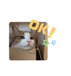 ぽん太と過ごす日常①（個別スタンプ：23）