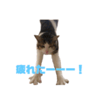 ぽん太と過ごす日常①（個別スタンプ：24）