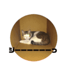 ぽん太と過ごす日常①（個別スタンプ：27）